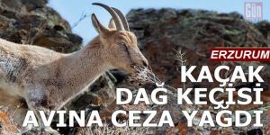 Erzurum'da 2 yaban keçisini kaçak olarak avlayan 3 kişi yakalandı