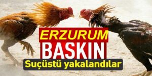 Horoz dövüşçüleri jandarmaya yakalandı