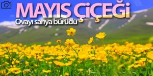 Mayıs Erzurum'u sarıya bürüdü