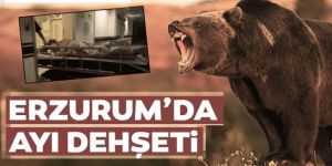 Erzurum'da Ayı saldırdı