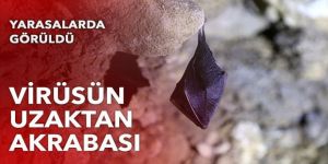 Yarasalarda görüldü! Virüsun 'uzaktan akrabası'