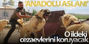 Dünyaca ünlü Kangal köpekleri o ildeki cezaevlerini koruyacak
