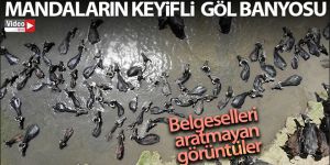 Erzurum'da mandaların keyifli göl banyosu
