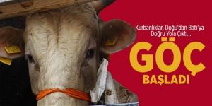Erzurum'dan batı illerine kurbanlık sevkiyatı başladı