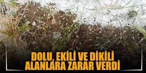 Oltu’da dolu yağışı ekili alanlara zarar verdi