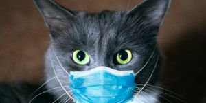 Covid-19 olan evcil kediyle ilgili makale Australian Veterinary Journal'da yayınlanmak üzere kabul edildi