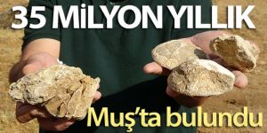 Muş'ta 35 milyon yıllık deniz canlıları fosili bulundu