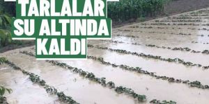 Erzurum’da dolu ve sel tarlaları vurdu