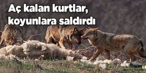 Oltu’da kurt dehşeti: 40 koyunu telef etti,
