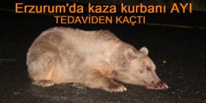 YARALI AYI, TEDAVİDEN KAÇTI