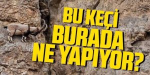 Dik kayalıklara tırmanan yaban keçileri görenleri şaşkına çevirdi