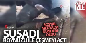 Susayan inek boynuzu ile çeşmeyi açtı, sosyal medyada gündem oldu