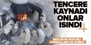 Yavru köpekler ocak ateşinde ısındılar