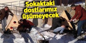 Sokak hayvanları için kulübe bıraktılar