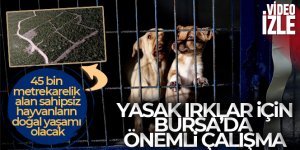 Yasak ırklar için Bursa'da önemli çalışma