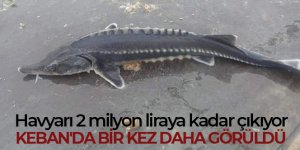 Havyarı 2 milyon liraya kadar çıkan balık Keban'da bir kez daha görüldü