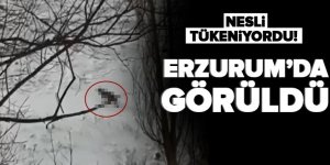 Erzurum'da nesli tükenmekte olan vaşak görüntülendi