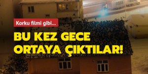 Oltu’da karga istilası