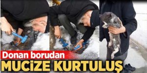 Buzlanan boruda mahsur kalan kediyi böyle kurtardı