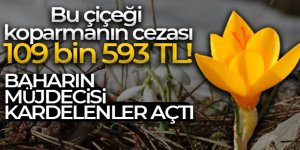 Bu çiçeği koparmanın cezası 109 bin 593 TL
