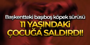 Başkentteki başıboş köpek sürüsü 11 yaşındaki çocuğa saldırdı