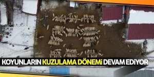 Soğuk kış günlerinde koyunların kuzulama dönemi devam ediyor