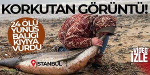 Eyüpsultan sahilinde korkutan görüntü, 24 ölü yunus balığı kıyıya vurdu