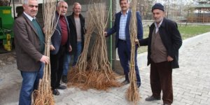 Oltu’da 15 bin fidan dağıtımı yapıldı