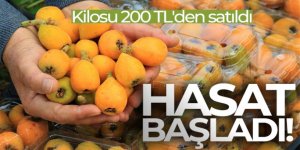 Örtü altında “yenidünya” hasadı başladı... Kilosu 200 TL'den satıldı