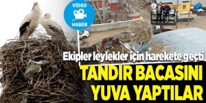 Tandır bacasını yuva yaptılar