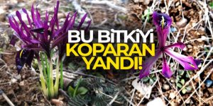 Bu bitkiyi koparan yandı