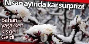 Erzurum'da çiçek açan meyve ağaçları kar altında kaldı