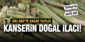 Şifa kaynağı ışgın tezgahta yerini aldı: Kanserin bir numaralı düşmanı!