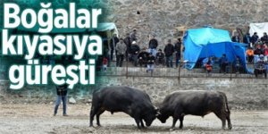 İspir'de Boğa güreşleri nefes kesti