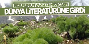 Çaşır Dünya Literatürüne girdi: işte yeni fiyatı