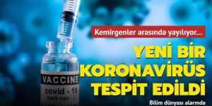 Yeni bir koronavirüs tespit edildi... Kemirgenler arasında yayılıyor