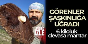 Erzurum'da 6 kiloluk devasa mantarlar görenleri şaşırttı