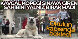 Kangal köpeği sınava giren sahibini okulun kapısında bekledi