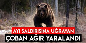 Erzurum'da ayı çobana saldırdı