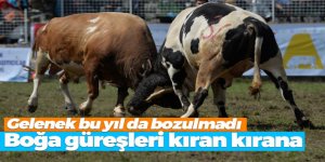 Artvin’de düzenlenen Kafkasör Boğa Güreşleri renkli görüntülere sahne oldu