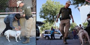 Erzurum’da Pitbull İle Yakalandı