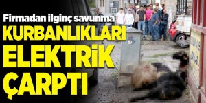 Kurbanlık koyunlar elektrik akımına kapıldı