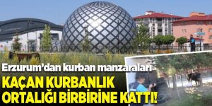 Erzurum’da kaçan kurbanlık ortalığı birbirine kattı