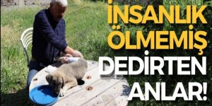 Otomobilin çarptığı yavru köpeğe vatandaş sahip çıktı