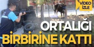 Kurbanlık Erzurum'u bir birine kattı