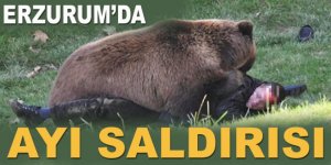 Erzurum'da Ayı çobana saldırdı