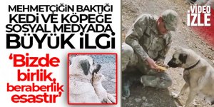 Mehmetçiğin baktığı kedi ve köpeğe sosyal medyada büyük ilgi
