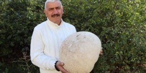 9 kiloluk mantar görenleri şaşırttı