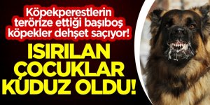 Başıboş köpeklerin ısırdığı çocuklar kuduz oldu