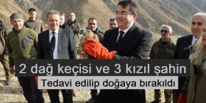 Erzurum'da 2 dağ keçisi ve 3 kızıl şahin tedavilerinin ardından doğaya bırakıldı